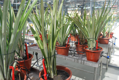 Transgenic Green House Image