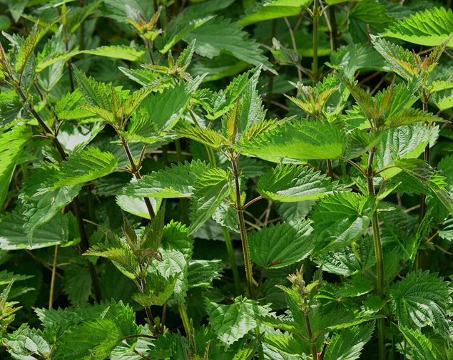 This image for Image Layouts addon