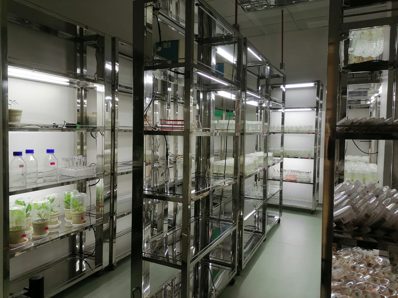 Animal And Plant In Vitro Image