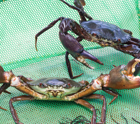 This image for Image Layouts addon