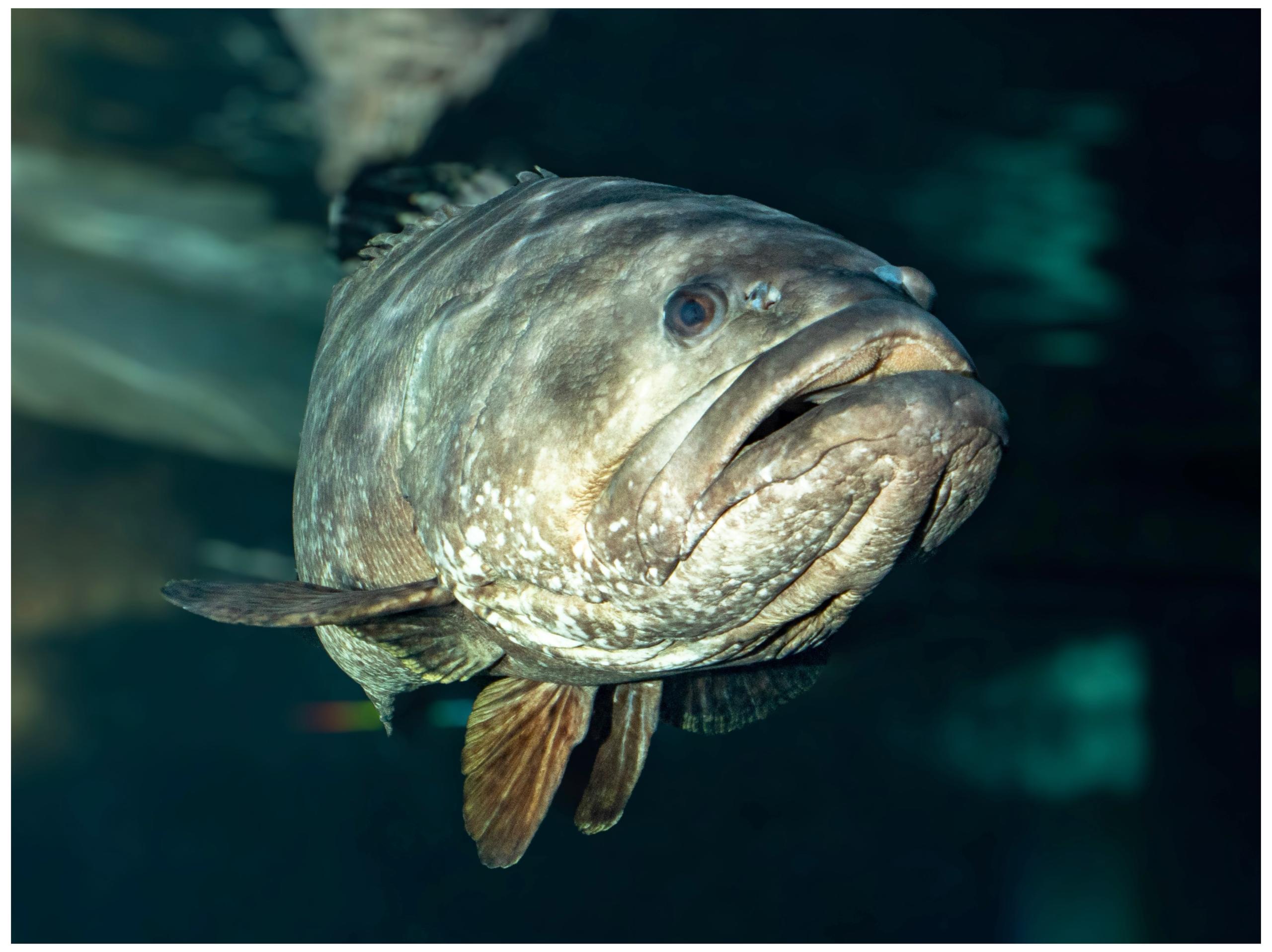 This image for Image Layouts addon